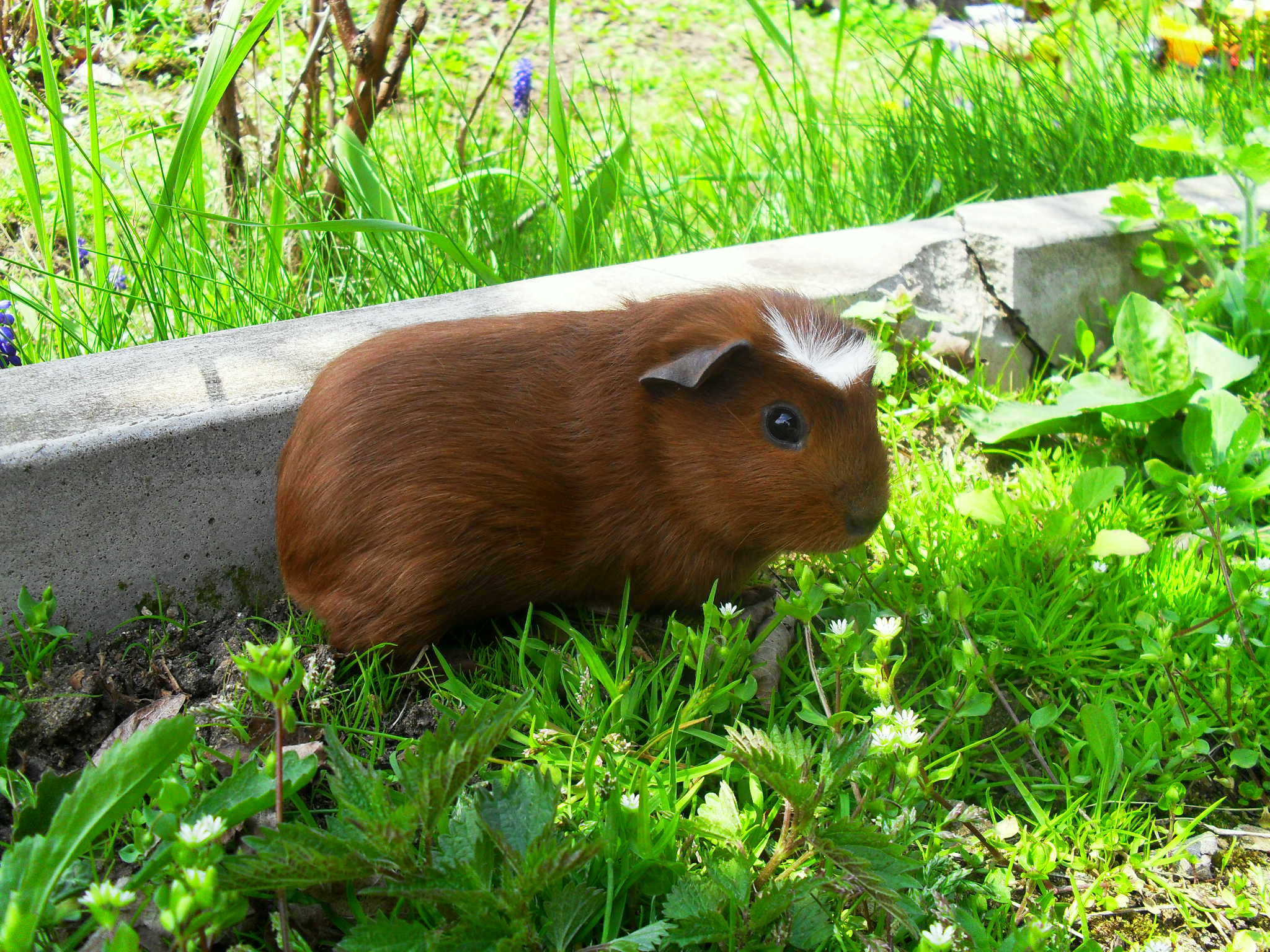 Kimmy -Anglický crested