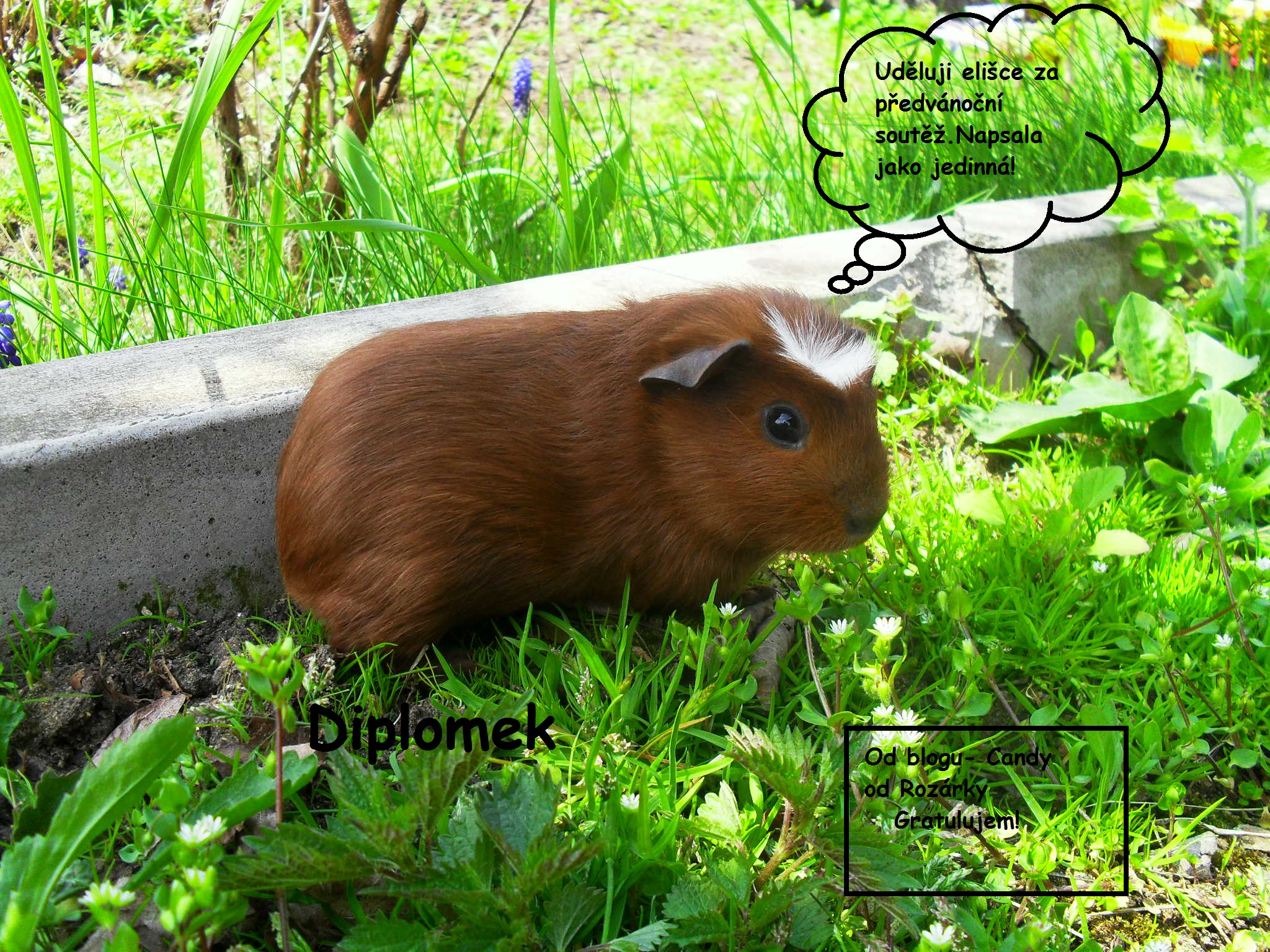 diplomek od candyho